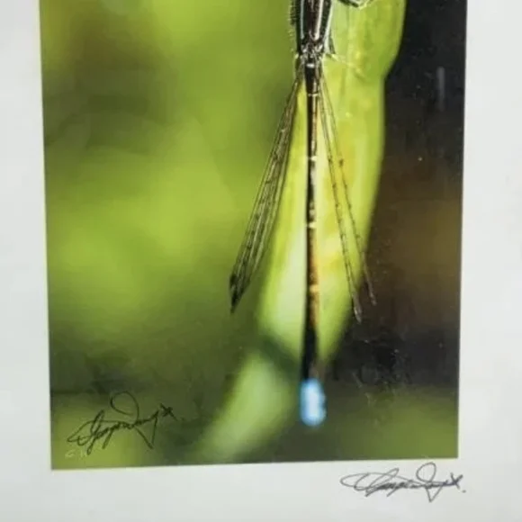 SIGNED Set of Two Framed Nature Photographs 10" X 12" - Dragonfly & Lilypads - Picture 2 of 4